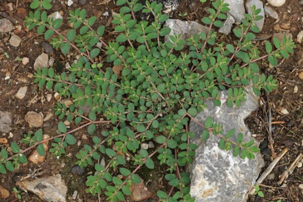 Euphorbia prostrata auf Mallorca