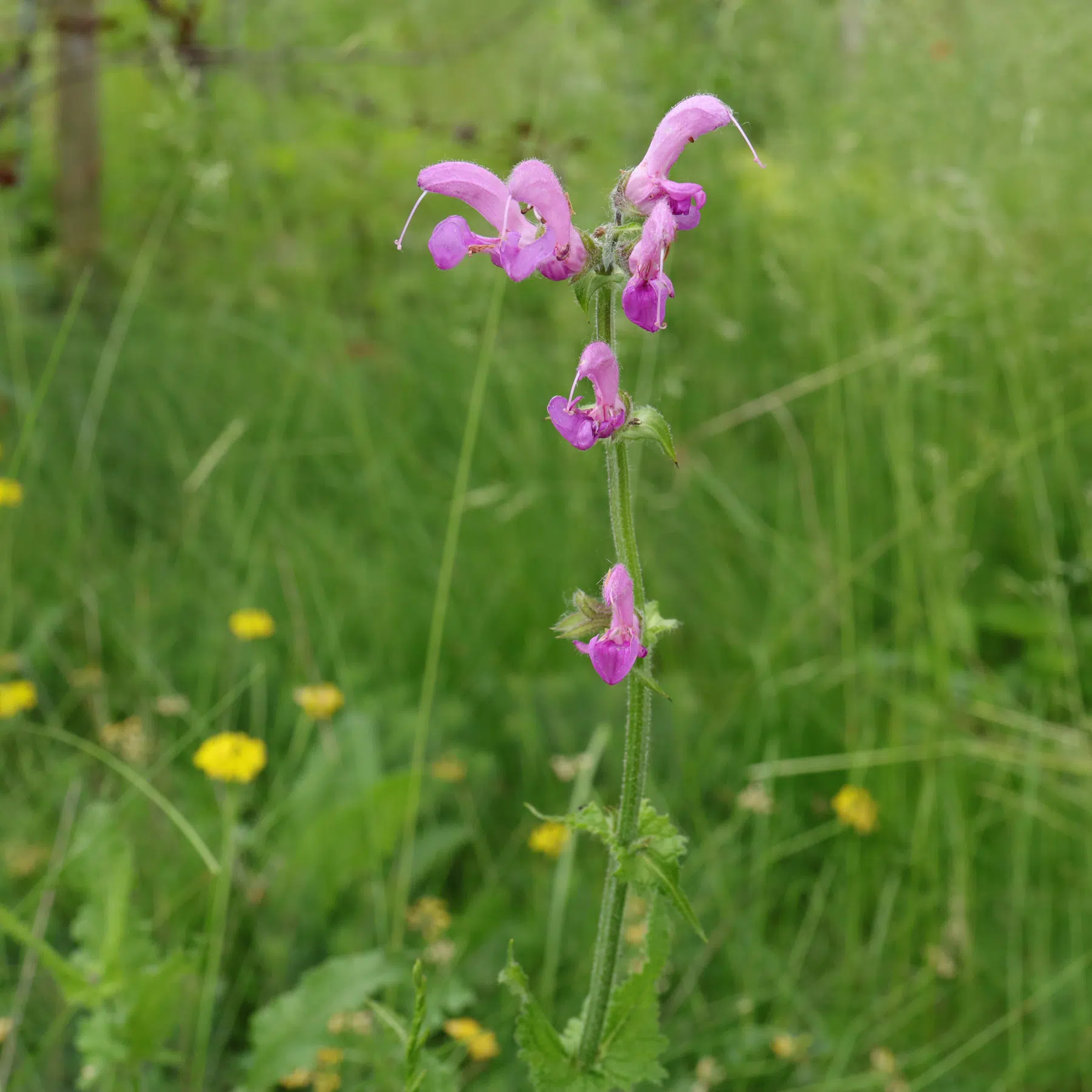 Salvia pratensis Sweet Esmeralda