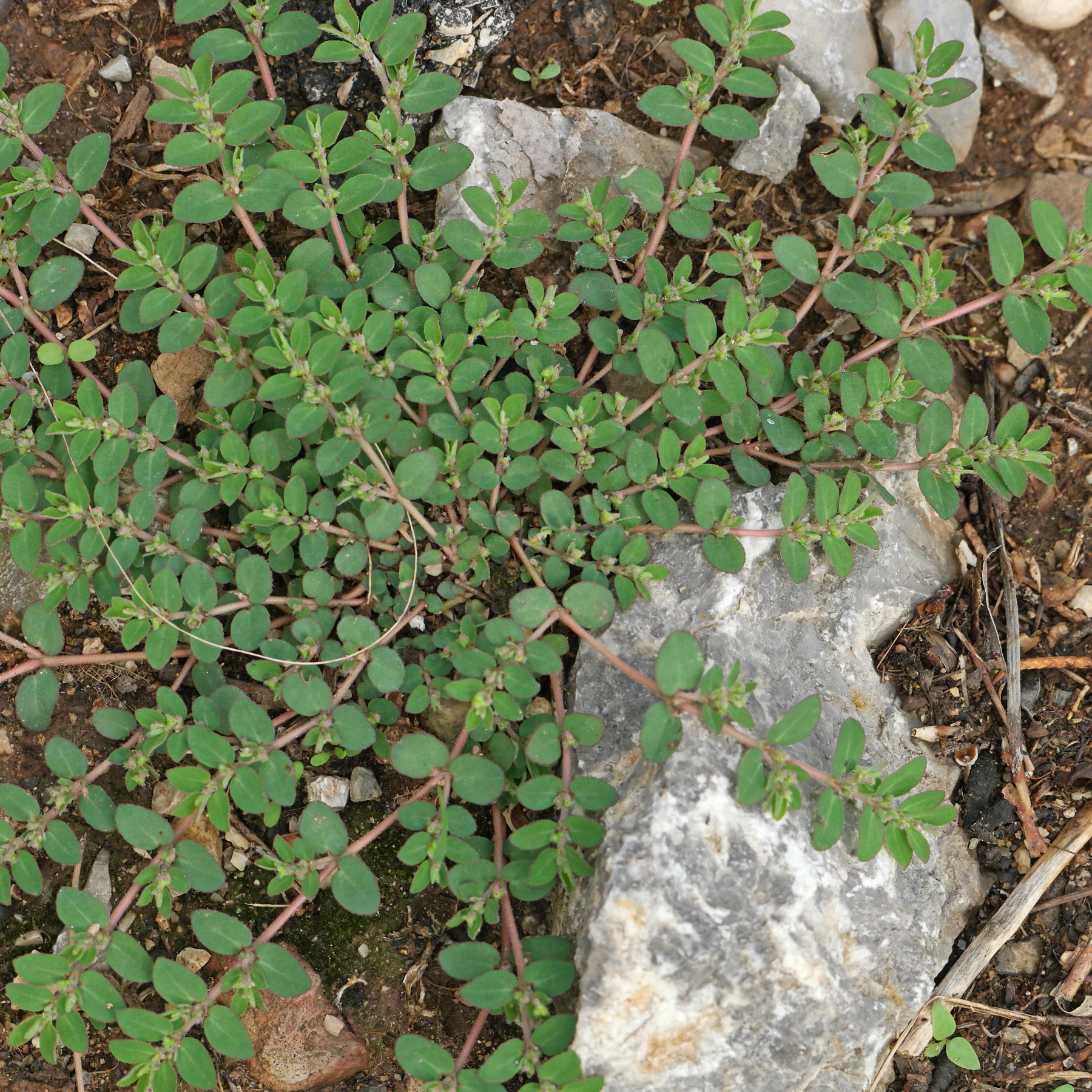 Euphorbia prostrata auf Mallorca