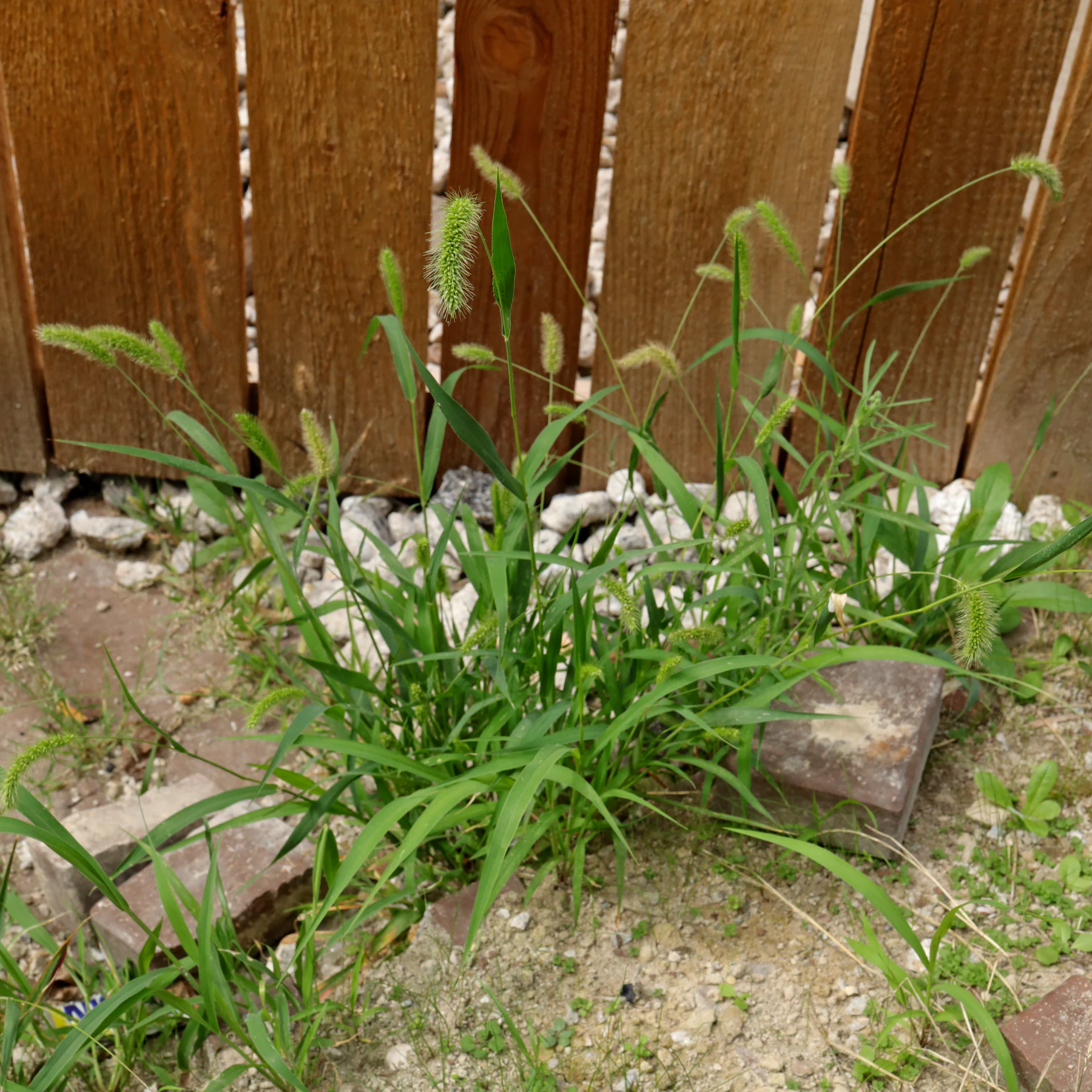 Setaria viridis