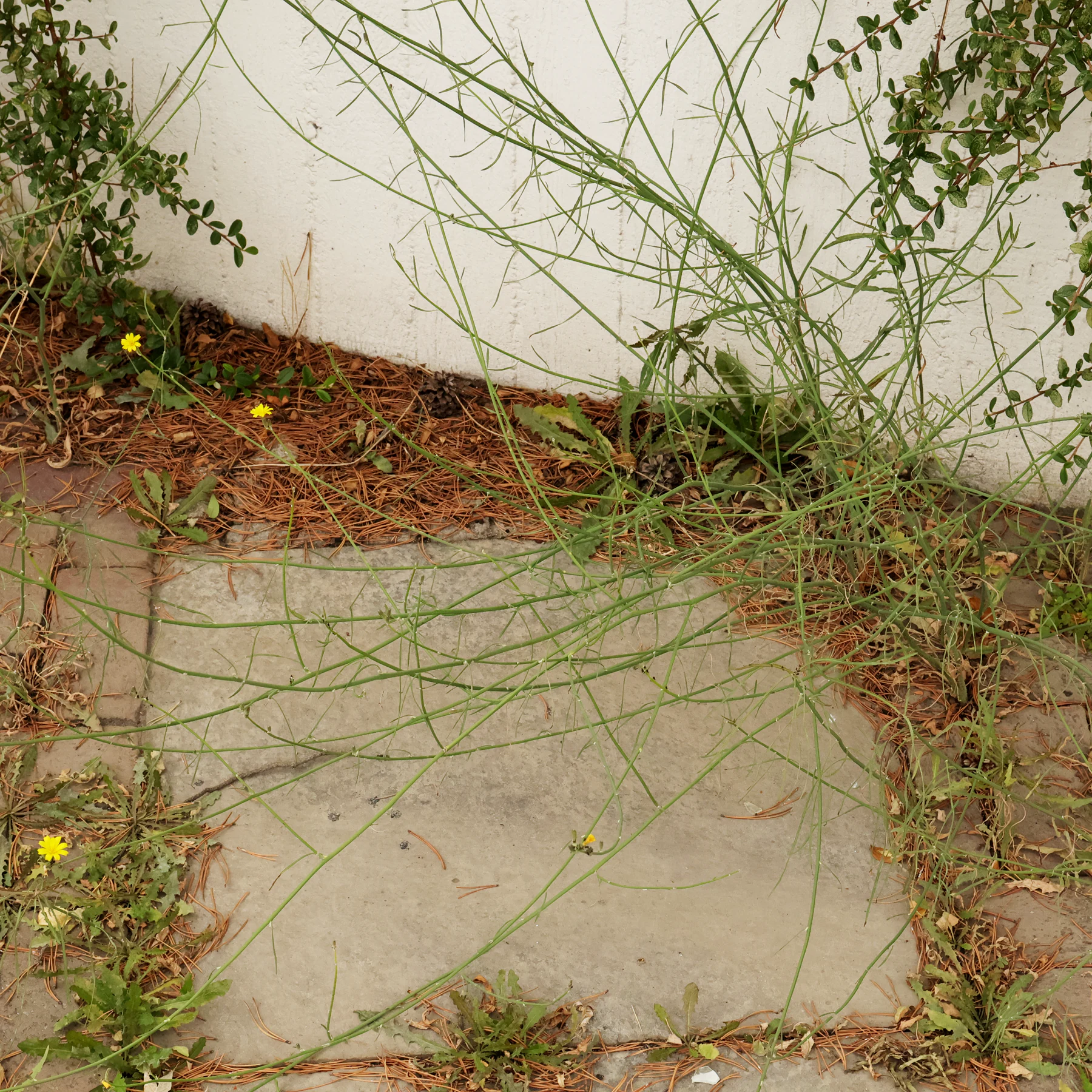 Chondrilla juncea Großer Knorpellattich