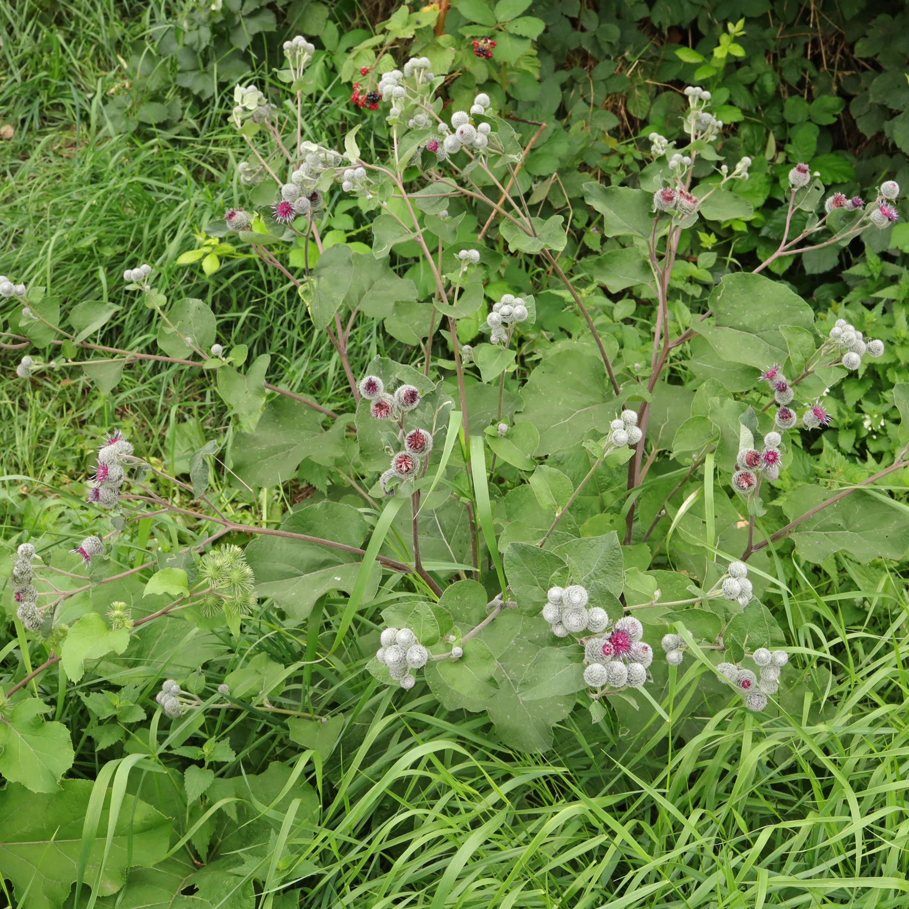 Filz Klette Arctium tomentosum