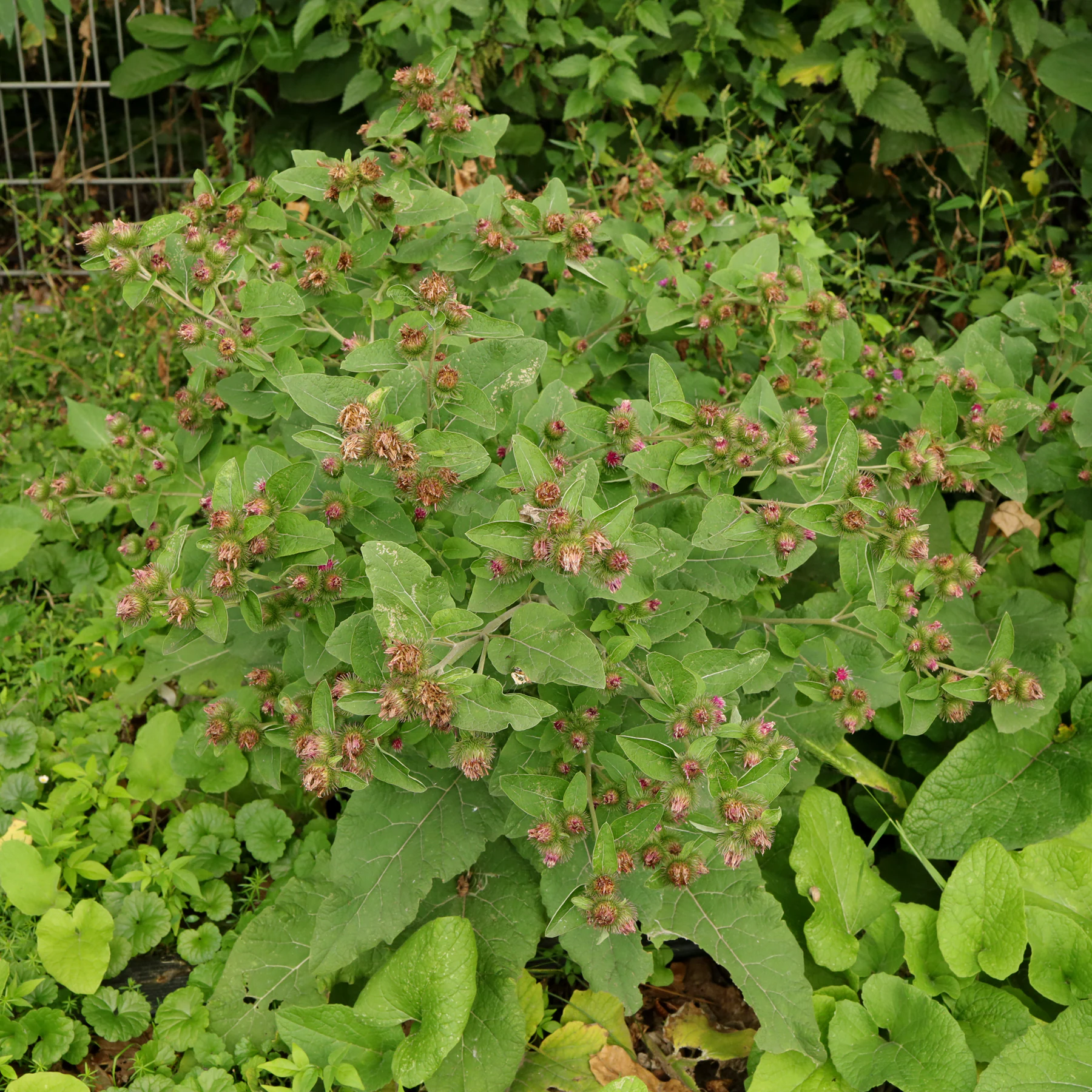 Hain Klette Arctium nemorosum