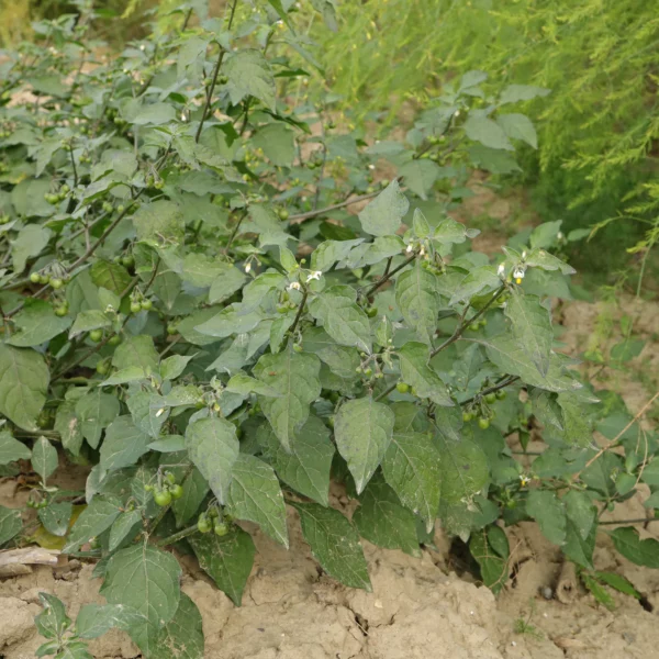 Solanum nigrum in Spargelfeld