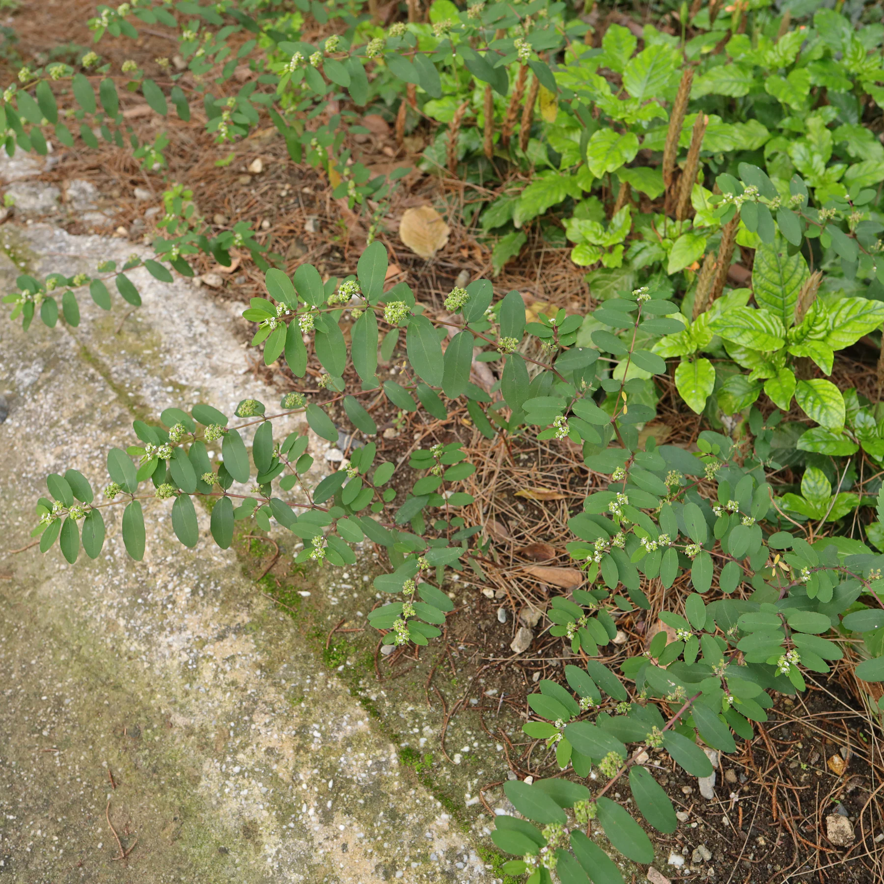 Euphorbia nutans Nickende Wolfsmilch