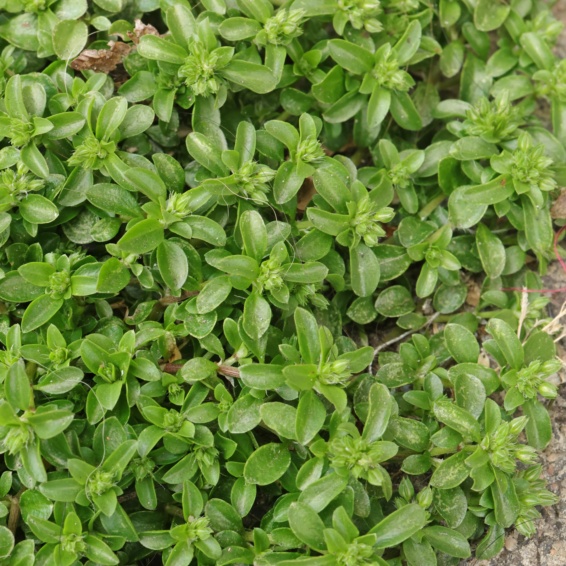 Polycarpon tetraphyllum Blätter