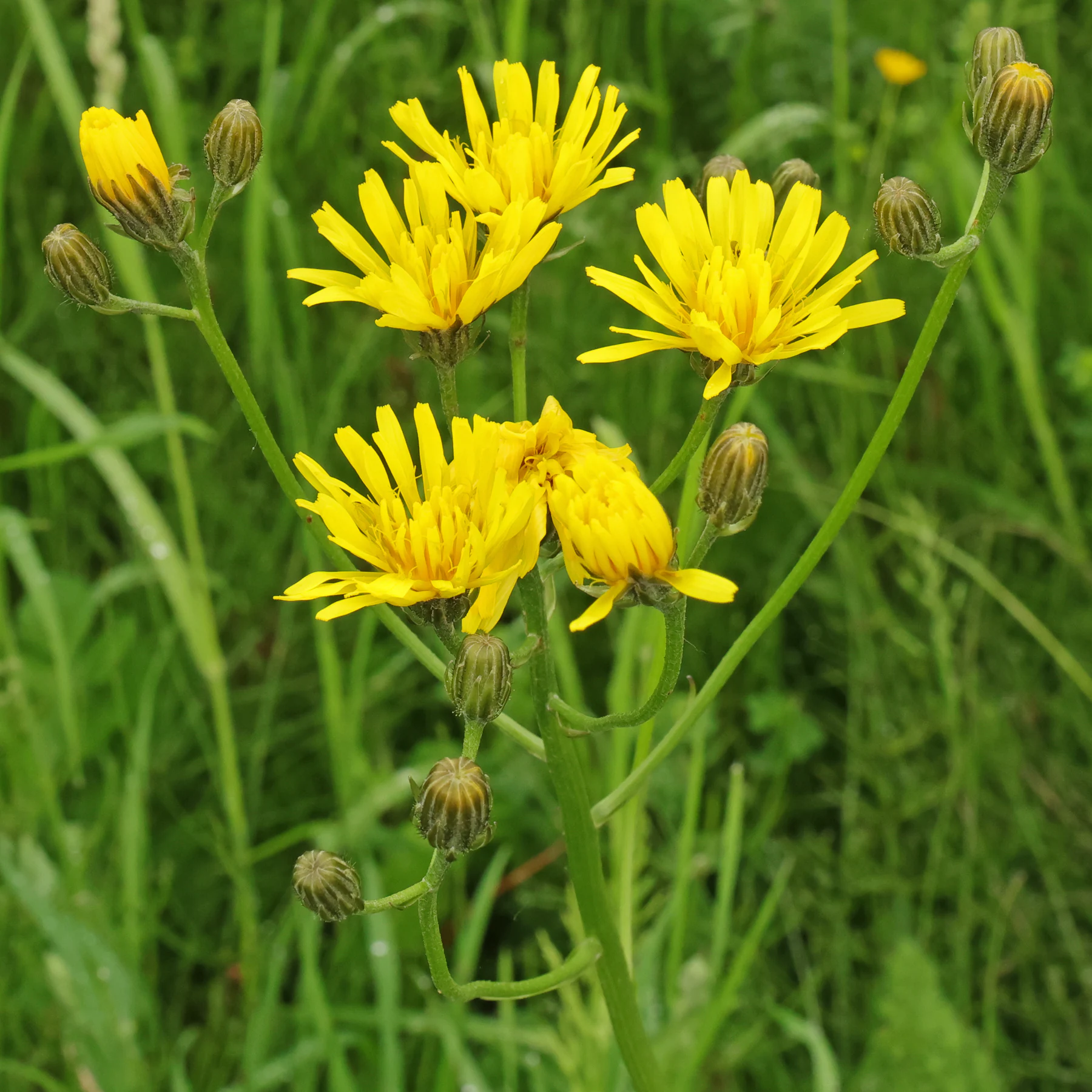 Crepis biennis Wiesen Pippau