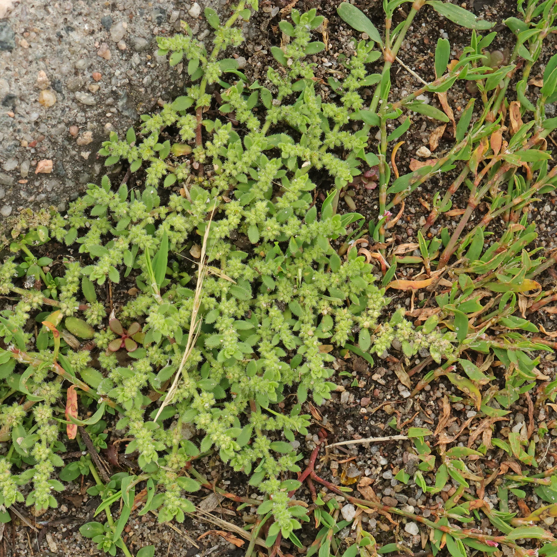 Behaartes Bruchkraut Herniaria hirsuta