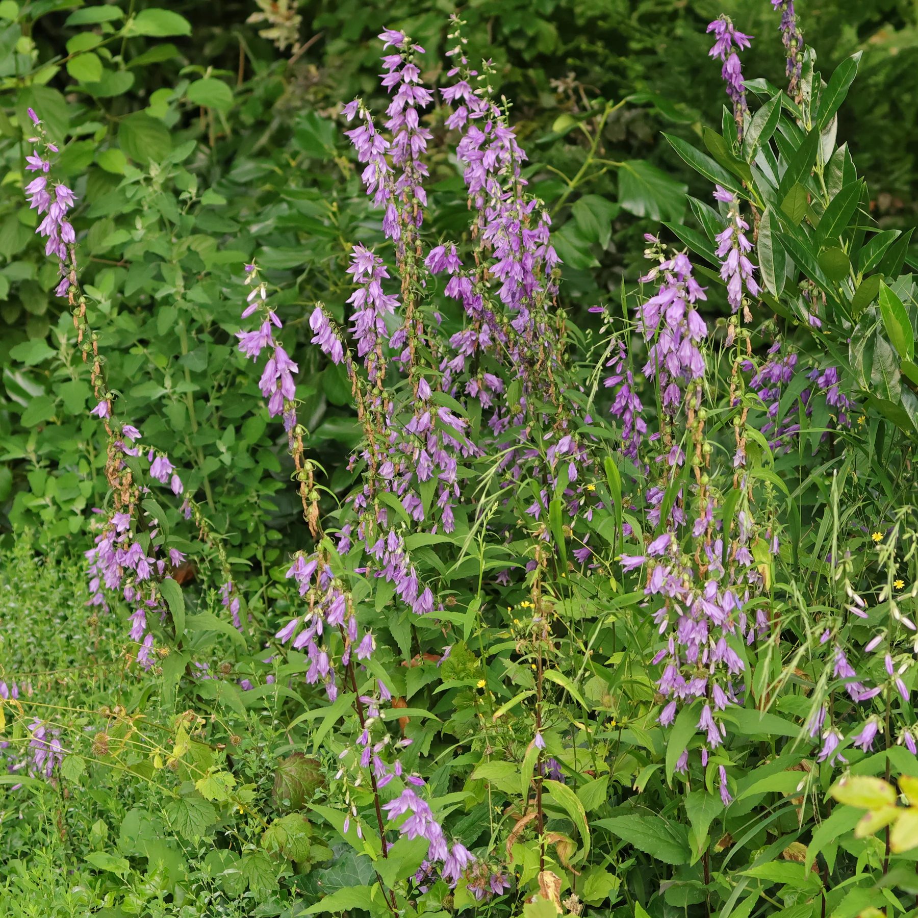 Campanula rapunculoides Acker Glockenblume