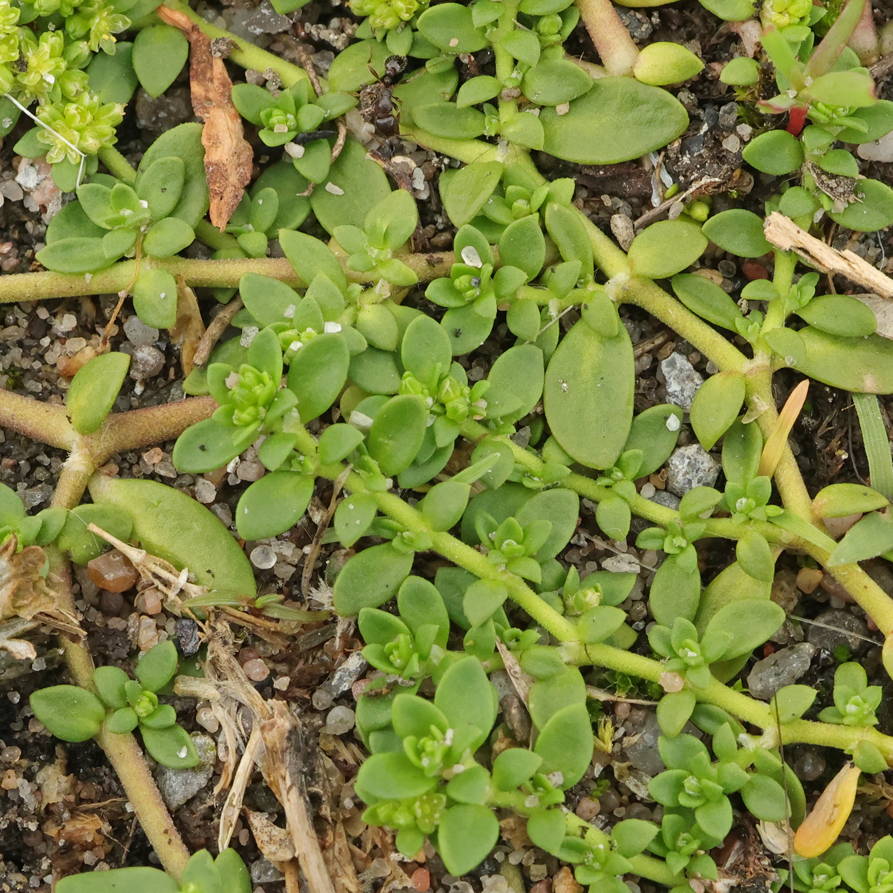 Herniaria glabra Bruchkraut Blätter