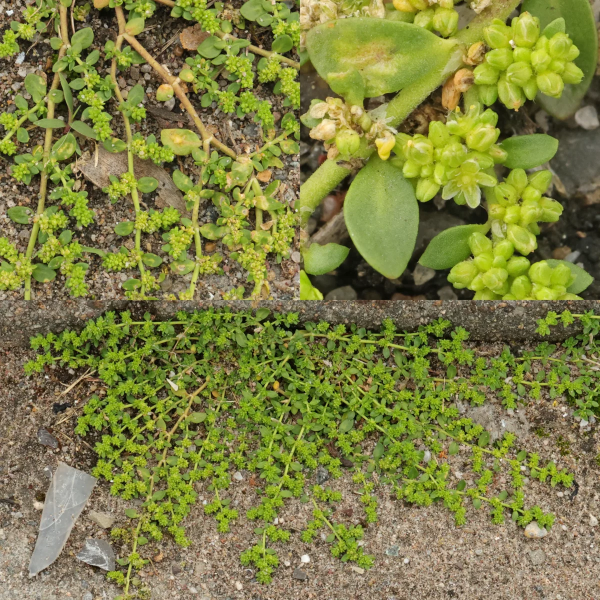 Herniaria glabra Kahles Bruchkraut Habitus Blätter Blüten