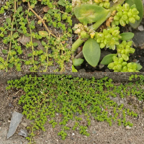 Herniaria glabra Kahles Bruchkraut Habitus Blätter Blüten