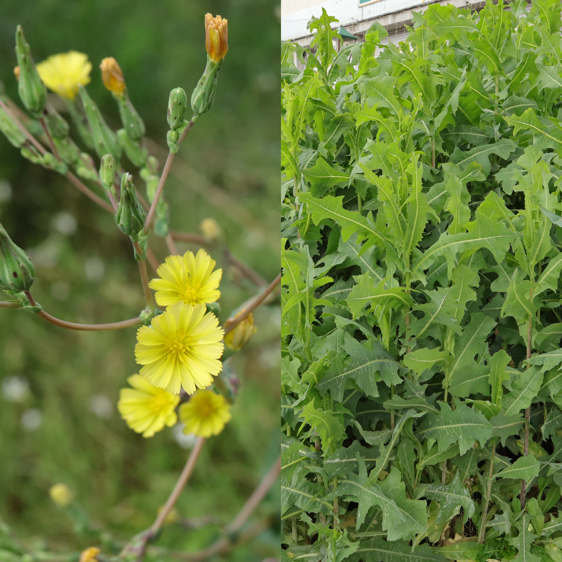 Lactuca serriola Stachel Lattich