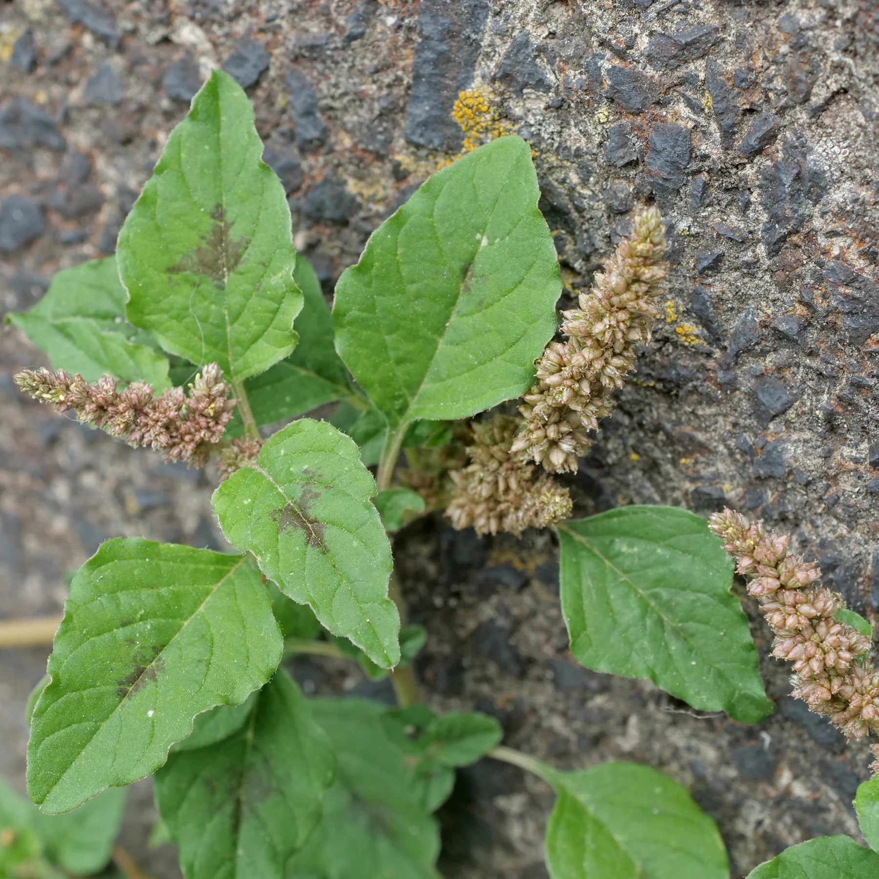 Amaranthus deflexus