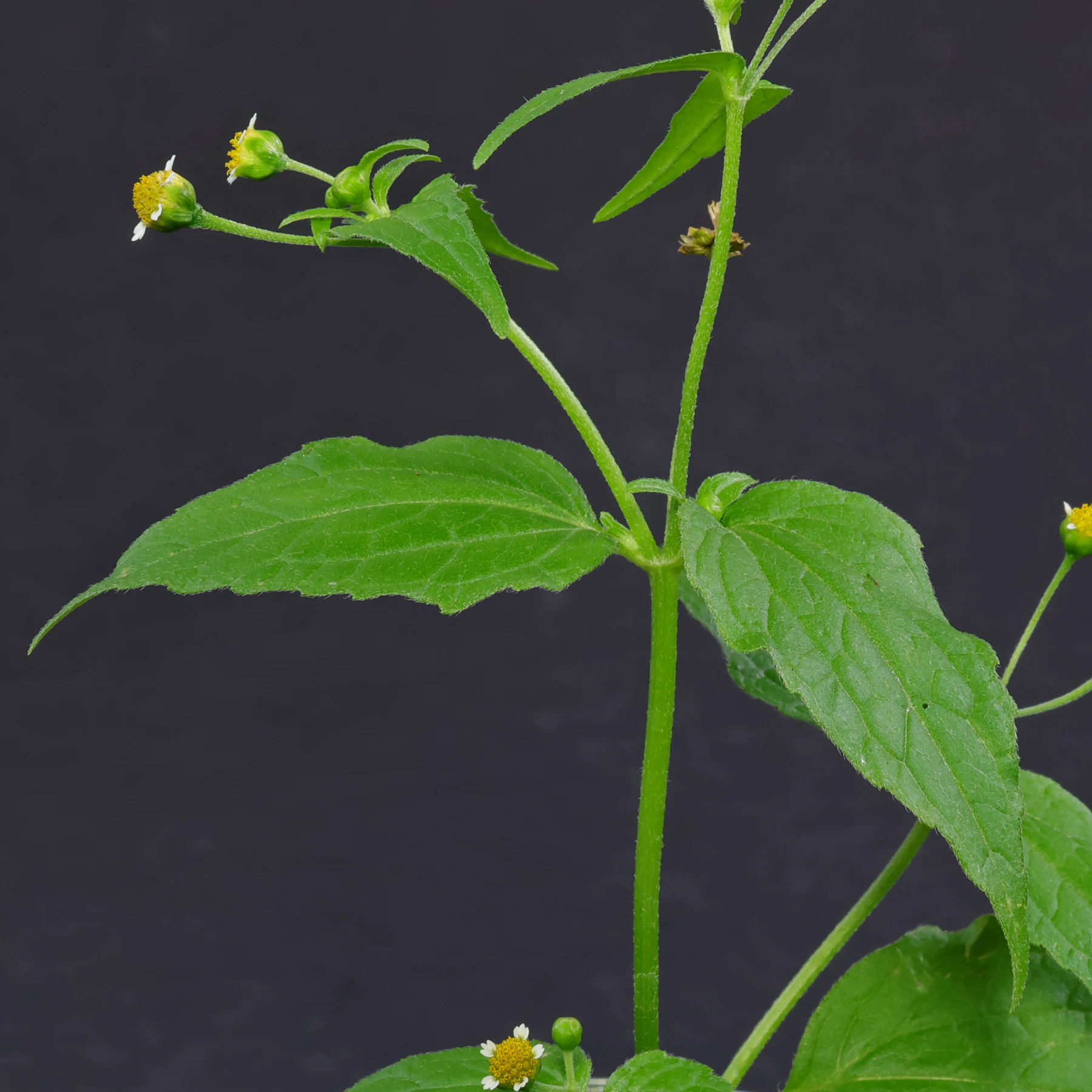 Galinsoga parviflora Stängel und Blätter