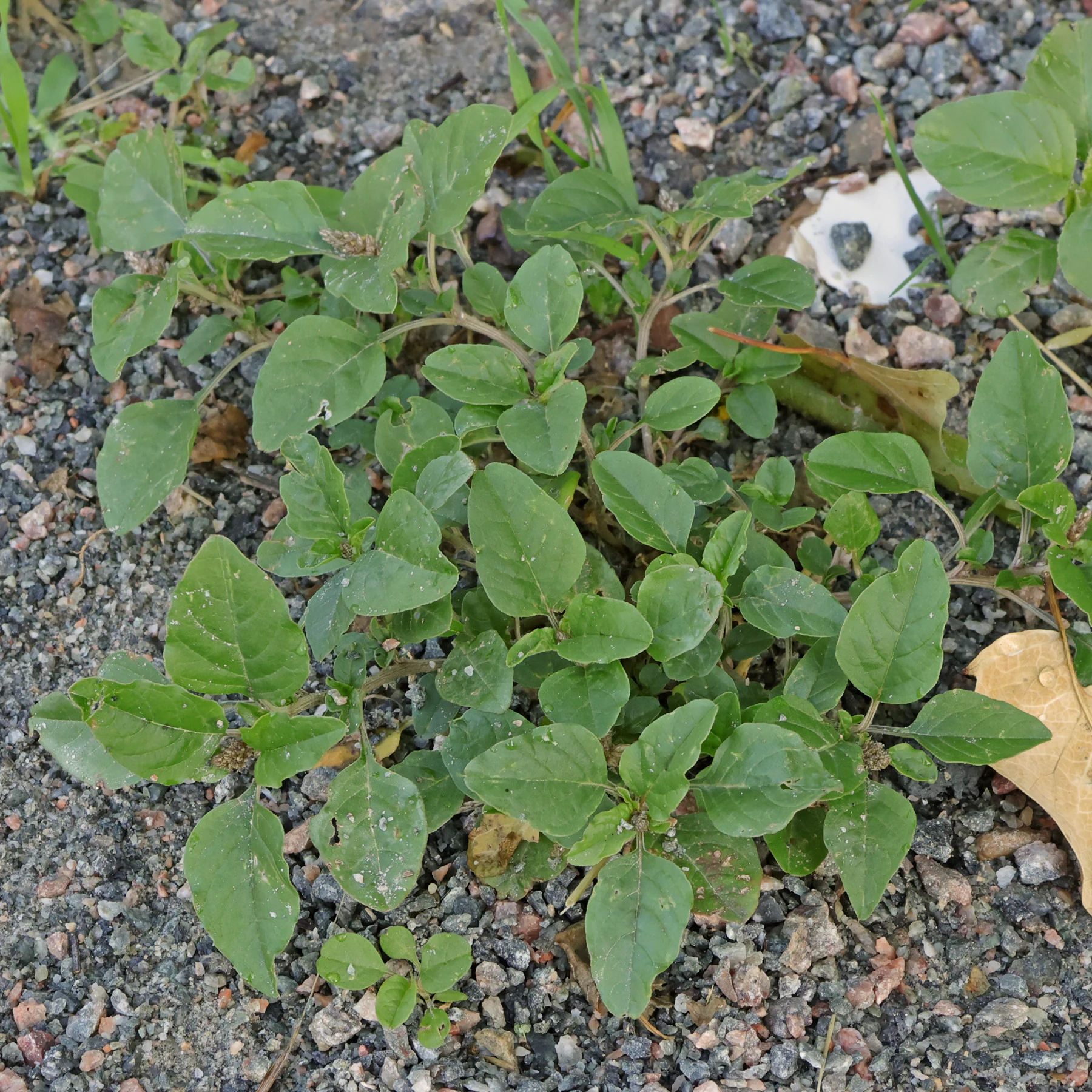 Herabgebogener Fuchsschwanz