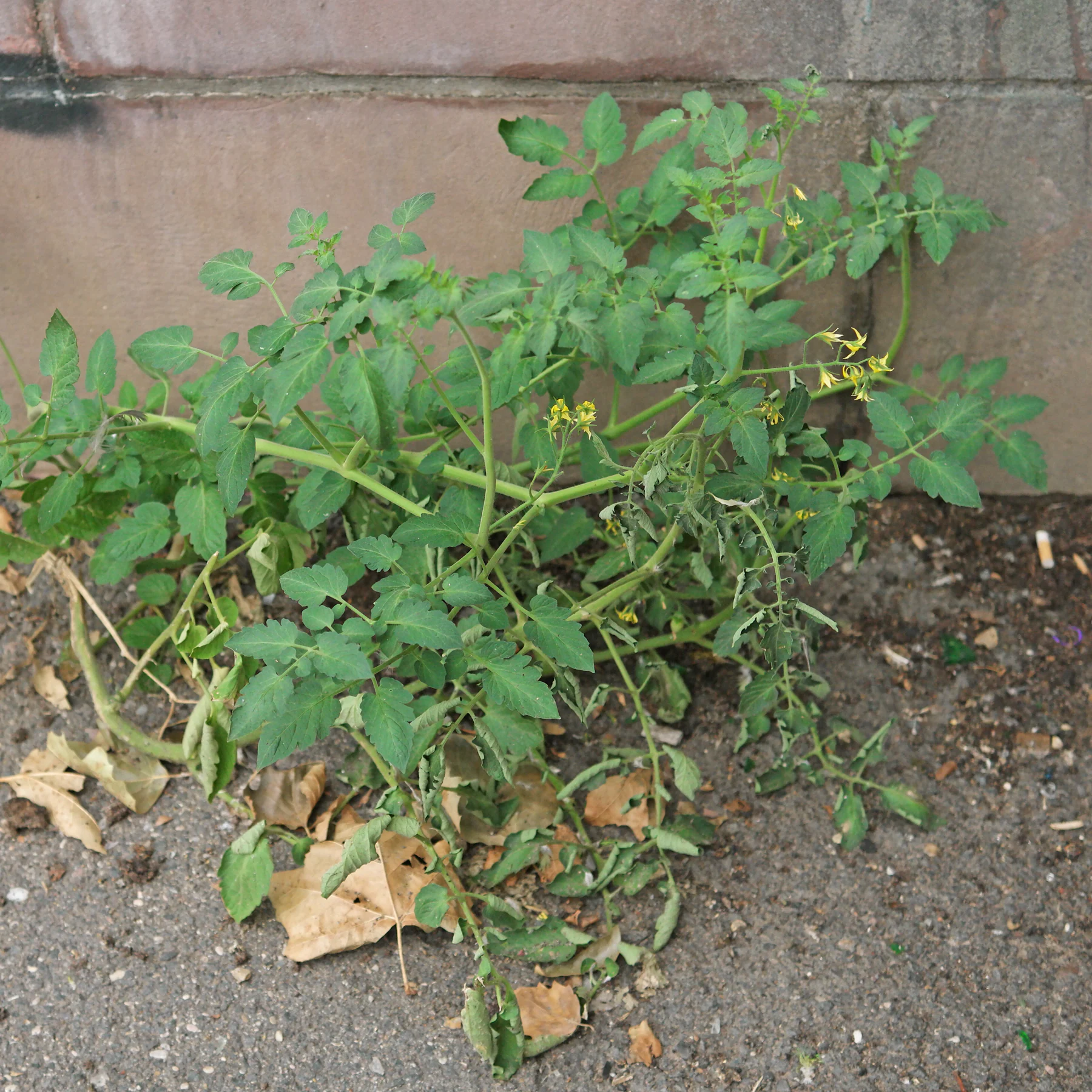 Tomatenpflanze vor Mauer
