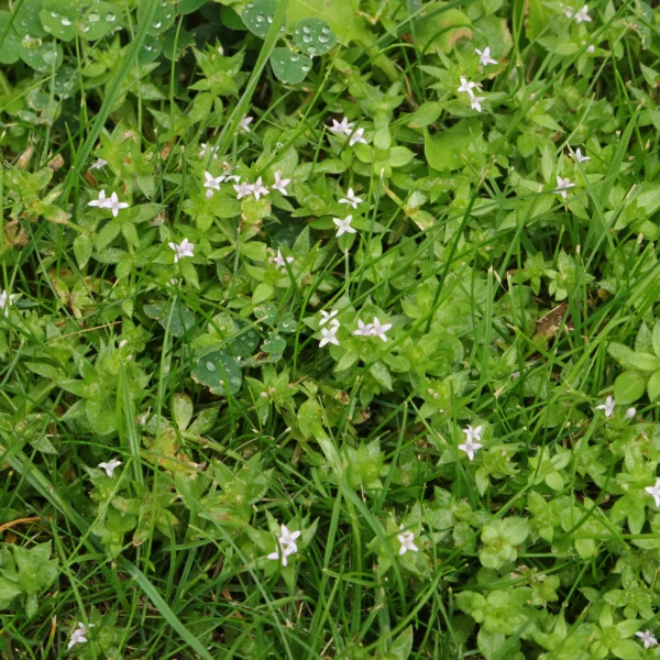 Ackerröte im Rasen