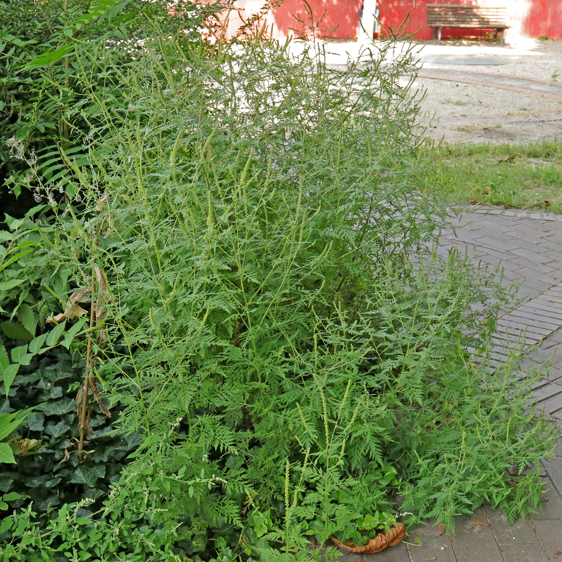 Ambrosia artemisiifolia Beifußblättrige Ambrosie