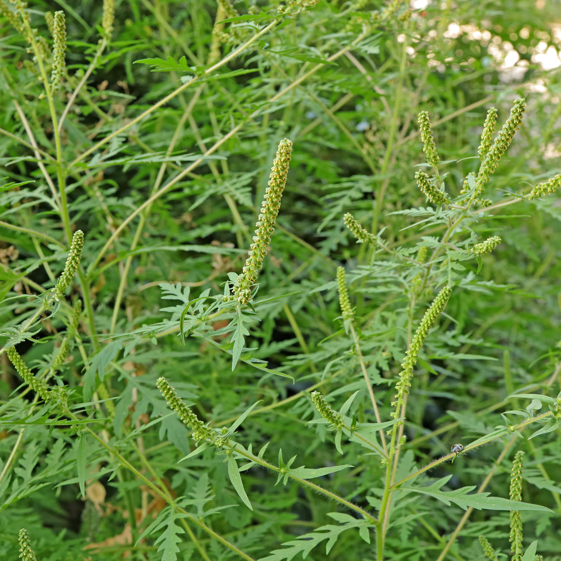 Ambrosia artemisiifolia Beifußblättriges Traubenkraut