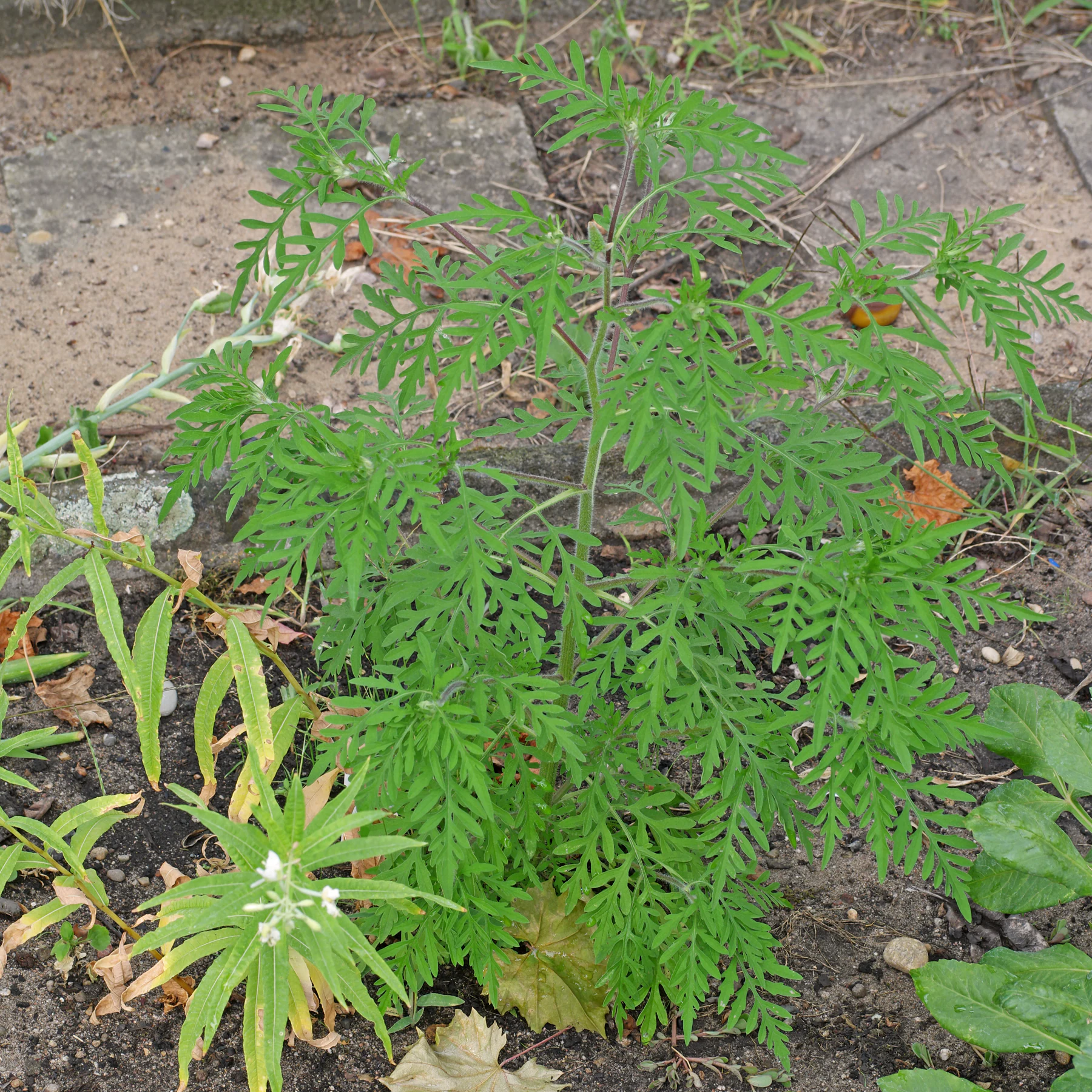Ambrosie im Garten