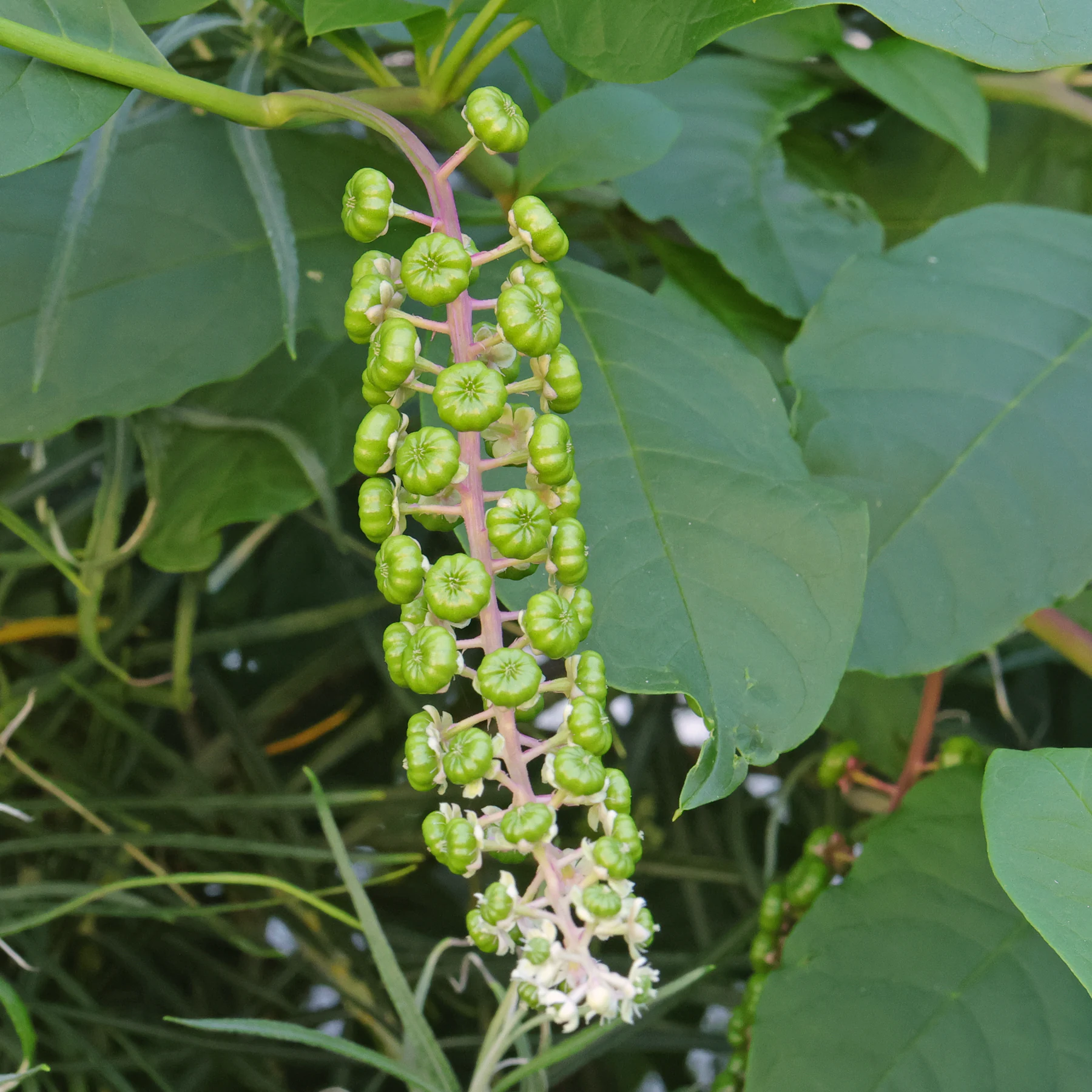 Amerikanische Kermesbeere grüne Beeren