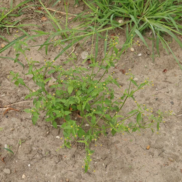Kleinblütiges Franzosenkraut im Acker