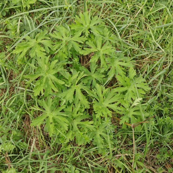 Wiesen Storchschnabel im Rasen