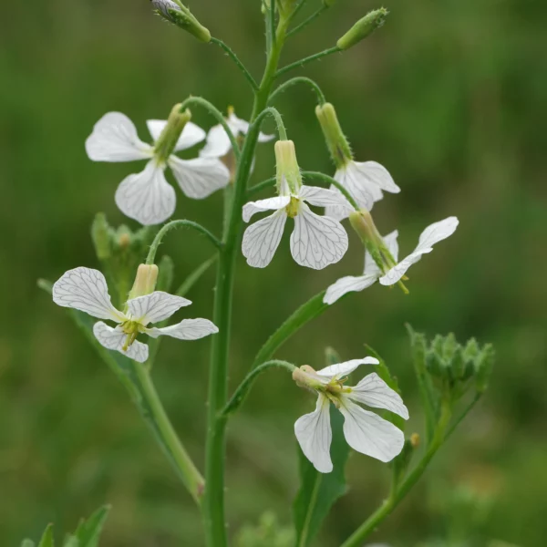 Acker Rettich weiße Blüten