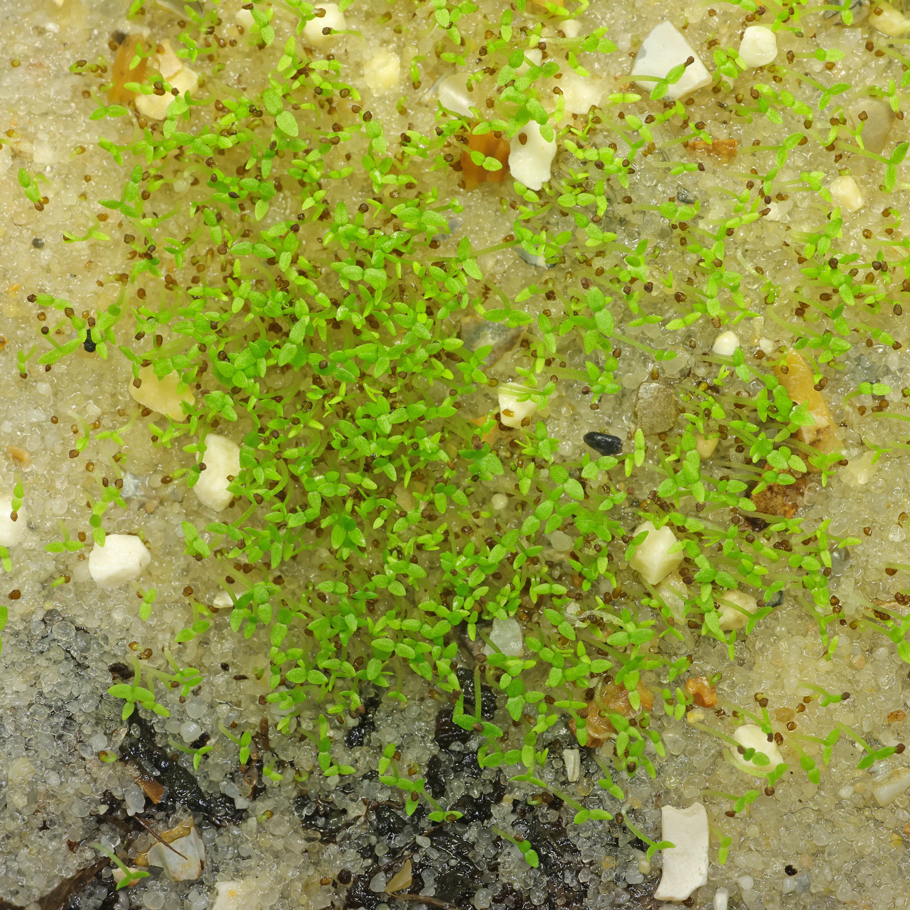 Centaurium erythraea Samen keimen