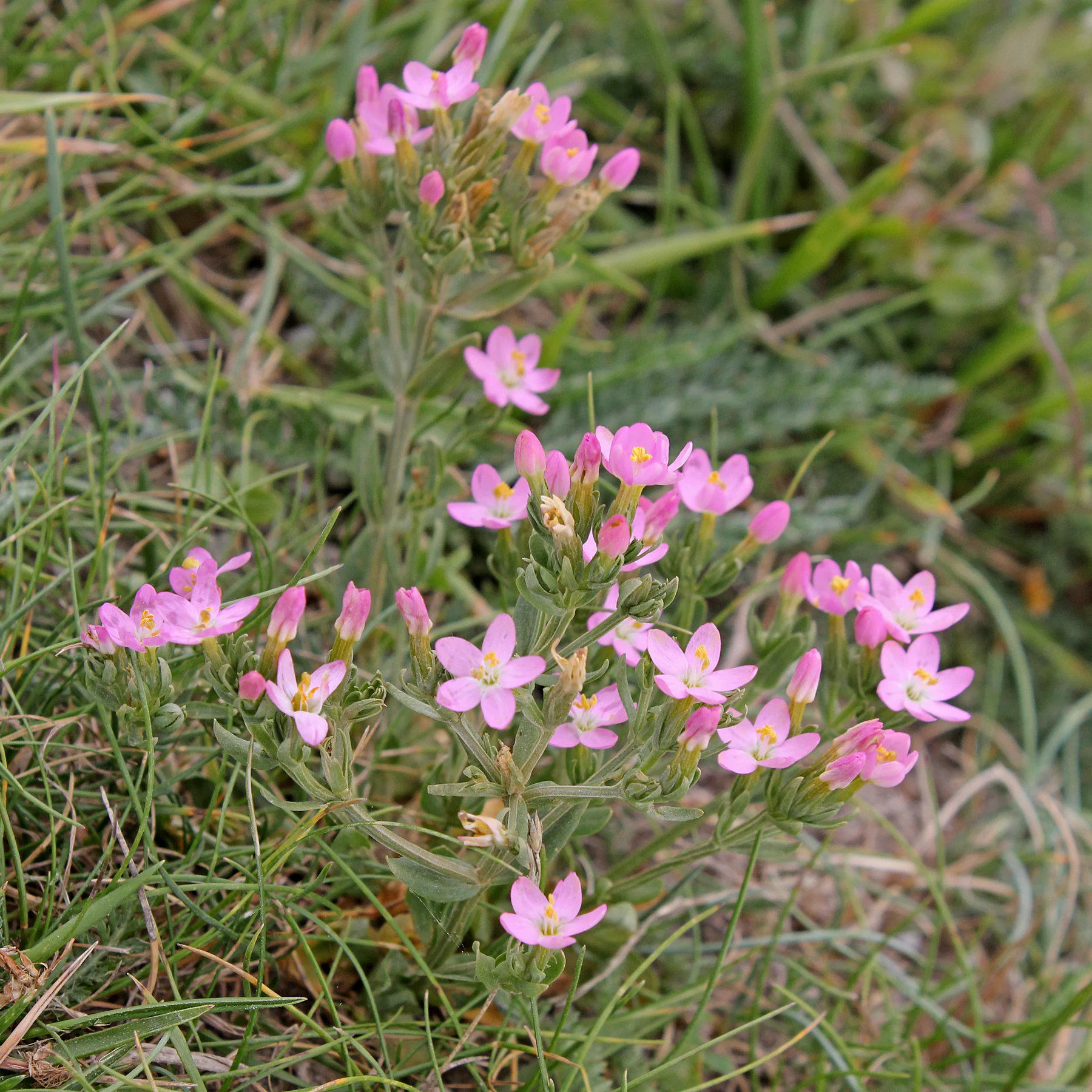 Centaurium erythraea Tausendgüldenkraut