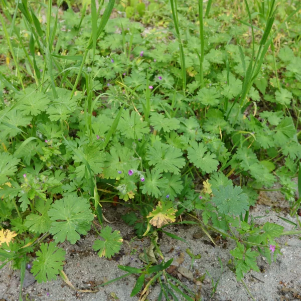 Geranium molle Weicher Storchschnabel