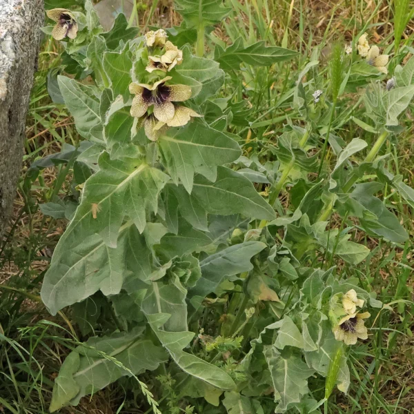 Hyoscyamus niger Schwarzes Bilsenkraut