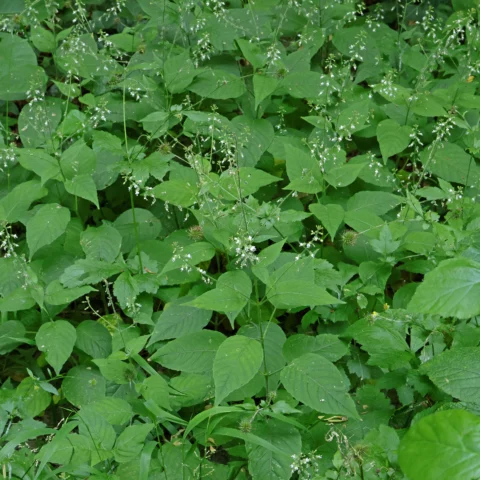 Circaea lutetiana Großes Hexenkraut