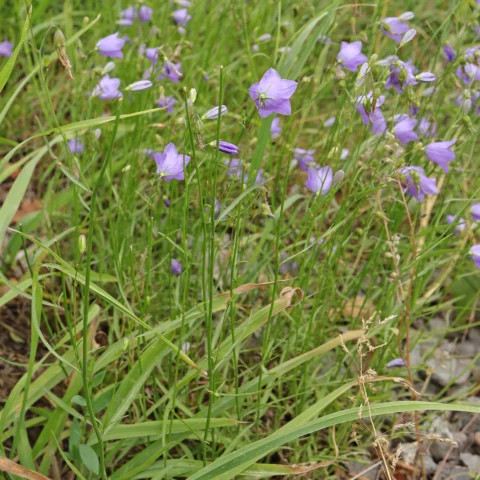 Rundblättrige Glockenblume Campanula rotundifolia