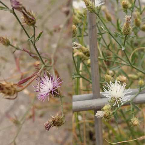 Sparrige Flockenblume Centaurea diffusa