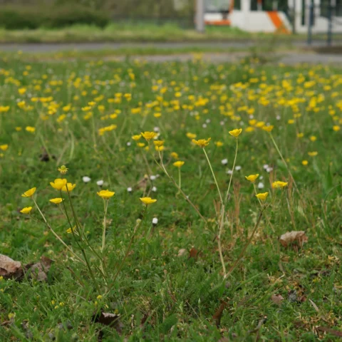 Gelbe Blumen in Wiese