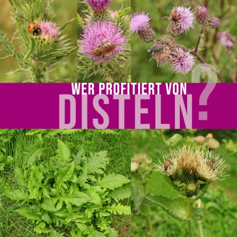 Wer profitiert von Disteln
