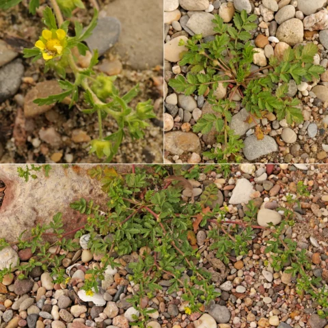 Potentilla supina Niedriges Fingerkraut